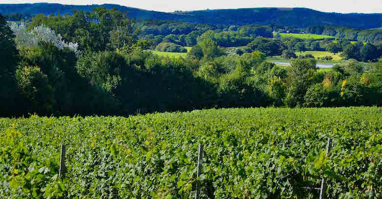 vineyards wineries sussex